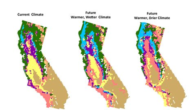 Estimates of how much California rangeland (yellow) could be lost to climate change by 2100. Among the other landscapes illustrated are conifer forests (green), desert shrub (light brown), woody shrub growth (pink), oak woodlands (purple) and hardwood forests (blue). Environmental Defense Fund