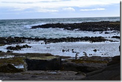 DSC_3931 DSC_3931