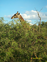 Balule Reserve - Kruger NP, South Africa