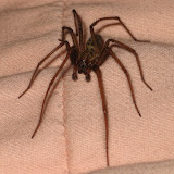 Tegenaria sp.