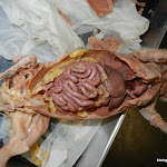 rat_body_cavity.JPG