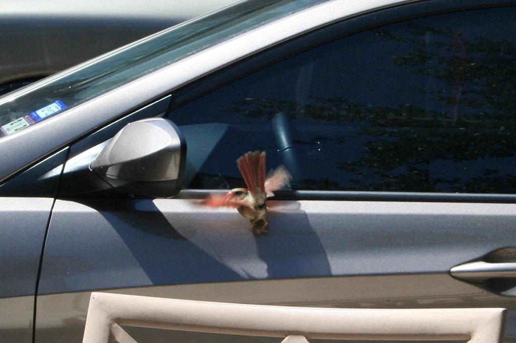 [LadyCardinal%255B3%255D.jpg]