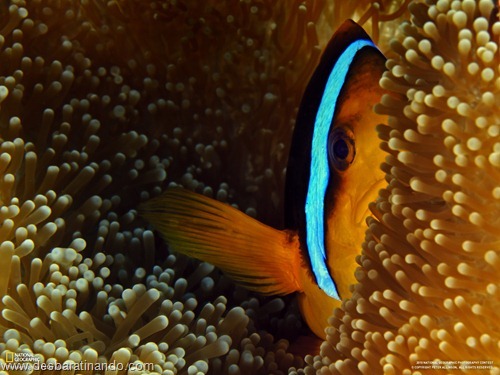wallpapers national geographic desbaratinando (27) wallpapers national geographic desbaratinando (27)