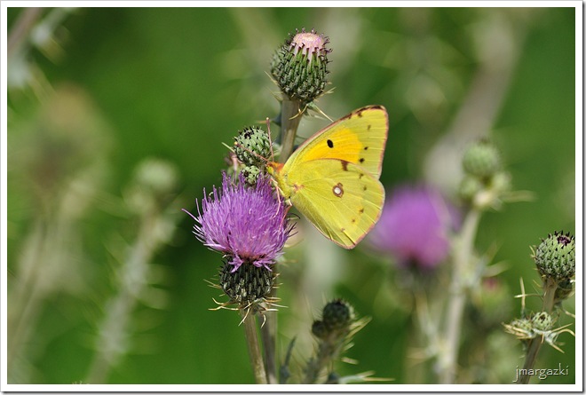 DSC_0738 DSC_0738