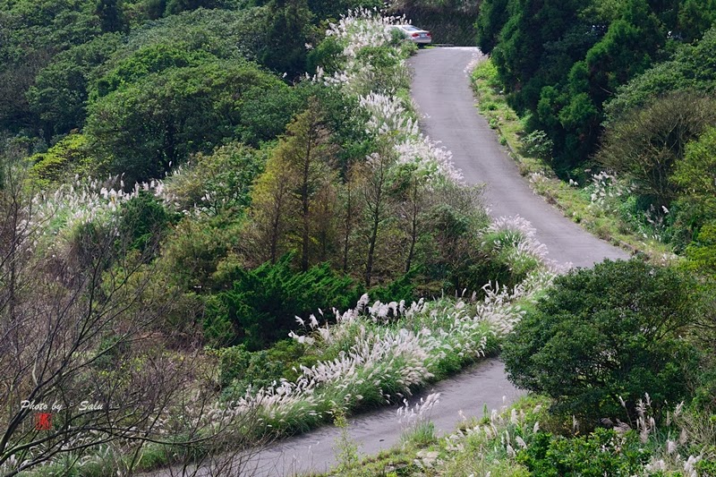 台北 陽明山 冷水坑 擎天崗 秋 芒