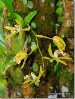 Coelogyne_zurowetzii_sarawaklens_4