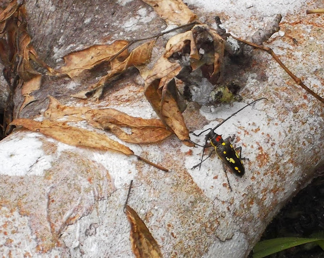 Voyages entomologiques 2014-2015 - Lamiinae : espèce proche de Batocera celebiana THOMSON, 1858. Pulau Obi (Moluques), 12 septembre 2013. Photo : Eko Harwanto