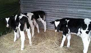 raising holstein bull calves for beef