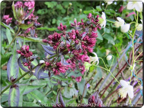 Flox_NaturalFeelings Flox_NaturalFeelings