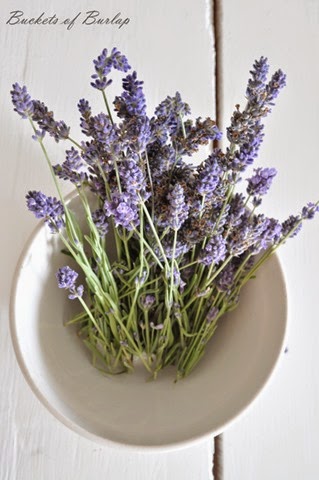 [lavender%25201%255B3%255D.jpg]