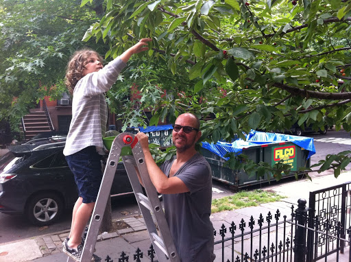 Harvesting the tree. We got about 5 pounds this year; the birds get everything we can't reach.