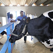 superleite2011_dia1607_39.JPG