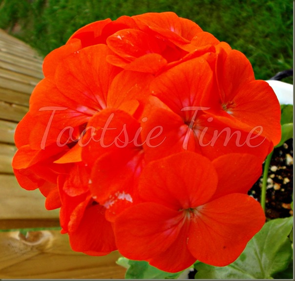 BeFunky_021.jpg BeFunky_021.jpg