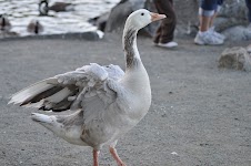 DSC_0195.JPG
