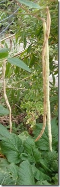 Snake beans drying on the vine