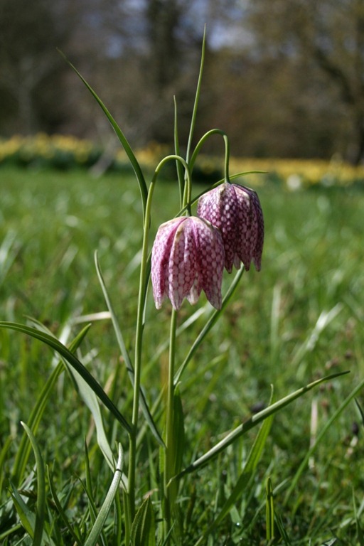 [Great%2520Dixter%25208.4.09%2520%252852%2529%2520Fritillaria%2520meleagris%255B2%255D.jpg]