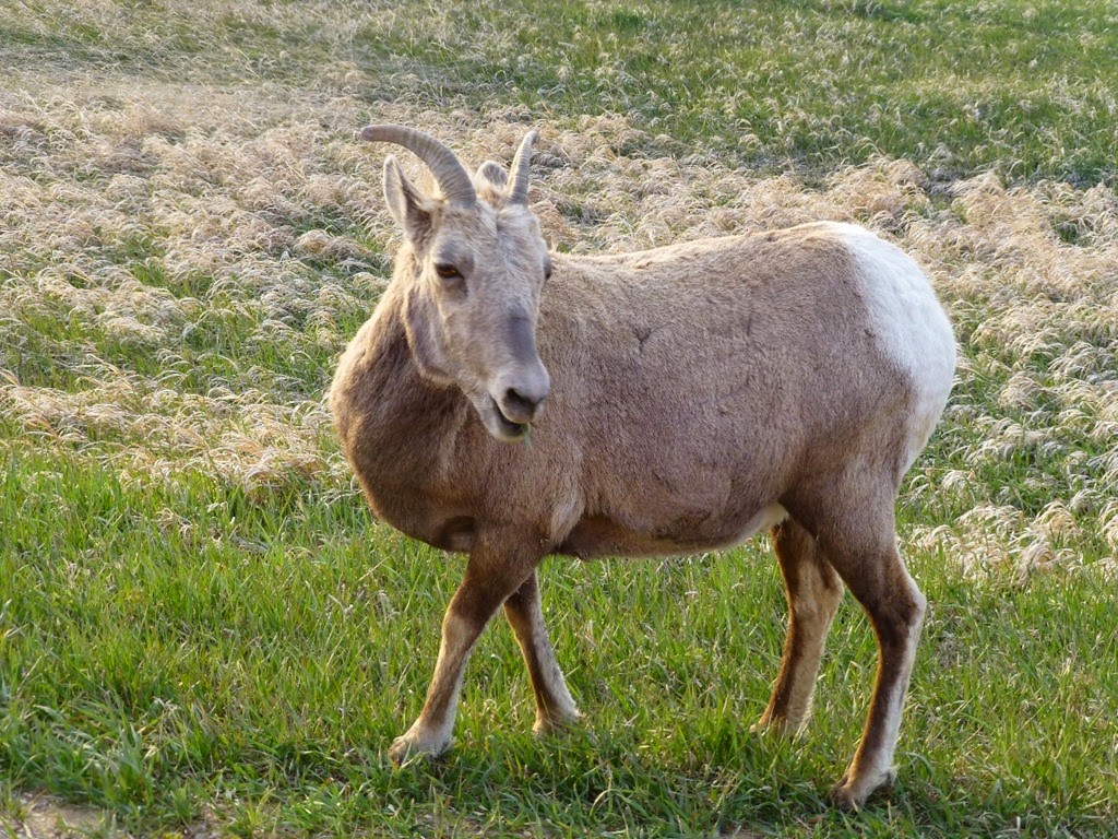 [Ram-Horn-Sheep-Female2.jpg]
