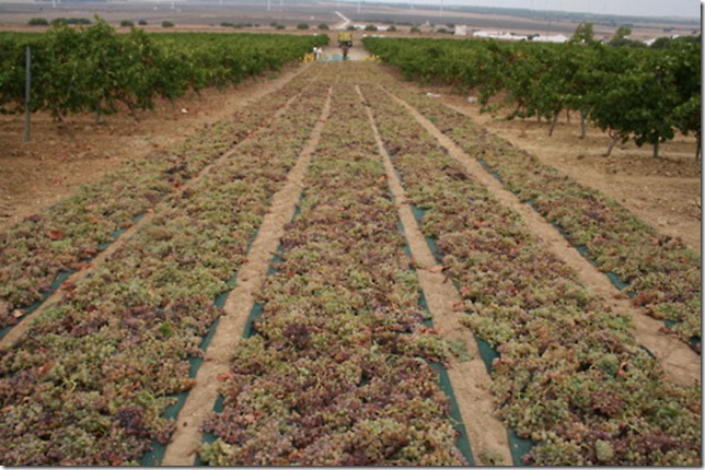 paseras-pedro-ximenez-blogpeninsulavinhos paseras-pedro-ximenez-blogpeninsulavinhos