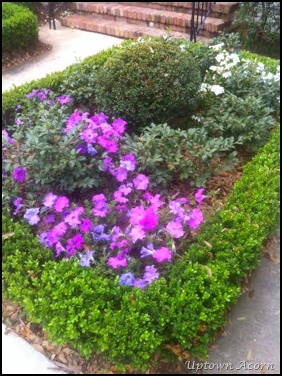 petunias