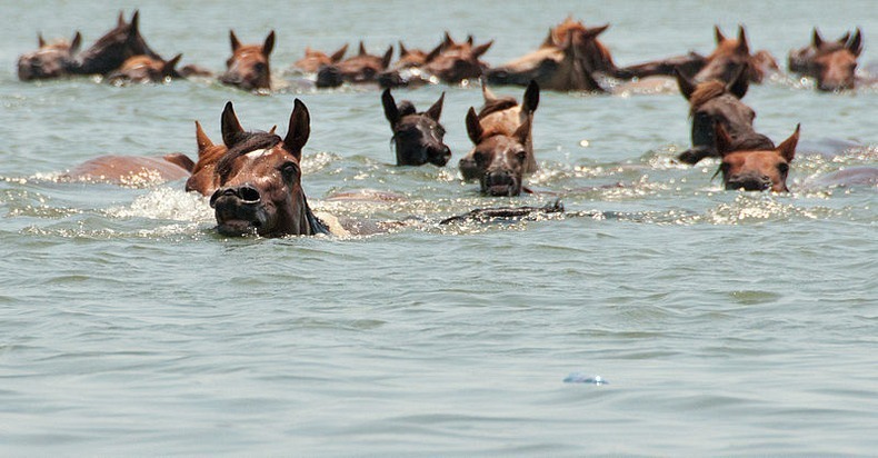 chincoteague-pony-swim-16