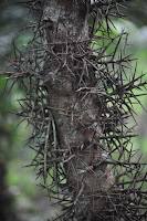 DSC_5926.JPG