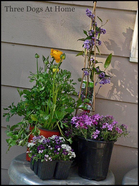 [curtain-and-patio-0058.jpg]