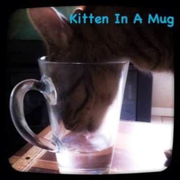 kitten in a mug
