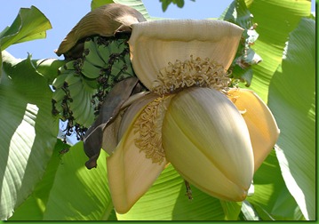 Musa basjoo Musa basjoo