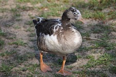 DSC_2057.JPG