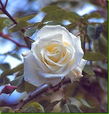 Rosa Mrs Herbert Stevens 1 Rosa Mrs Herbert Stevens 1