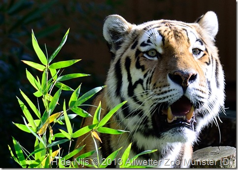 2012_oktober_062_AlwetterZoo_008 2012_oktober_062_AlwetterZoo_008