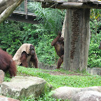 Monkeys at Singapore Zoo