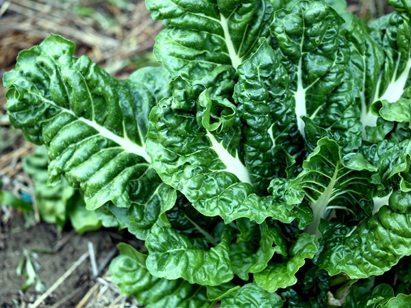 silver beet         