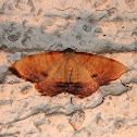 Scorched Wing