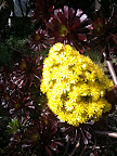 Aug 23 - Yellow Succulent Flower