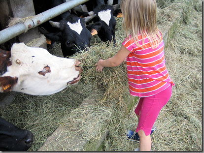 Feeding the cows 2