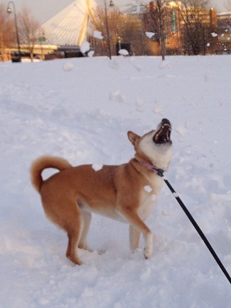 Catching snow