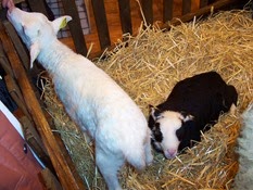 2007.03.05-015 agneaux