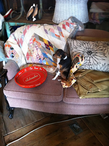This little pooch managed to sell us an old metal bar tray!