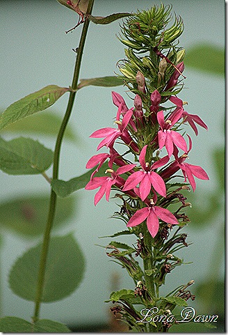 CardinalFlower_Lobelia_MonetsMoment