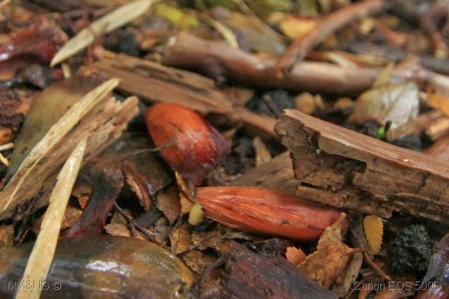 [IMG_2728%255B11%255D.jpg]