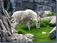 0146 Alberta Calgary - Calgary Zoo The Canadian Wilds - Rocky Mountain Goat