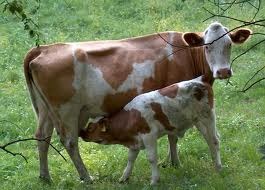 [cow%255B2%255D.jpg]