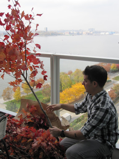 Here he is deciding the length of the branch he needs to cut off.