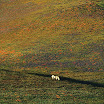 Sutton - suttonl_whitehorse_grapevine.jpg