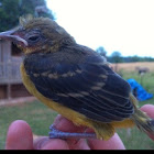 American Goldfinch