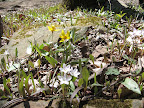 Spring wildflowers