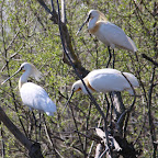 IMG_0897-Crop 1.jpg