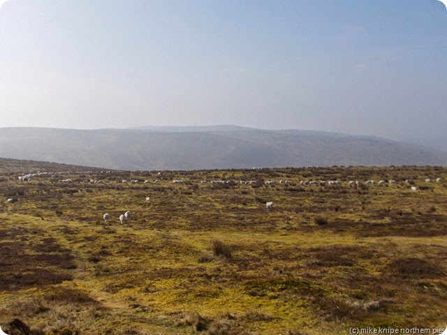 sheep forming patterns beacon hill