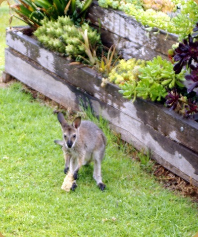 Local wallabies Local wallabies